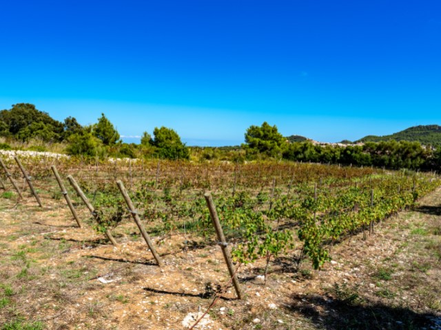 Renovierte Finca mit Pool und Panoramablick bis zum Meer - 8